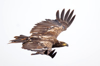 Immature Bald Eagle - London, Ontario