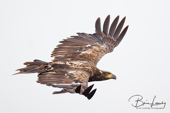 Immature Bald Eagle - London, Ontario