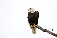 Bald Eagle - Pelee Island, Ontario