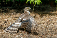 Cooper's Hawk - Grand Bend, Ontario