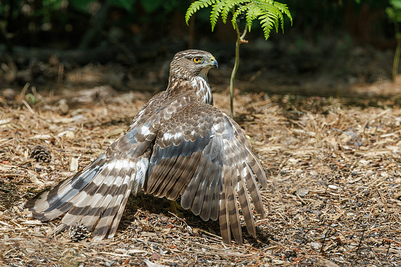 Cooper's Hawk - Grand Bend, Ontario