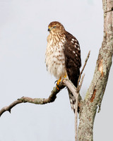 Cooper's Hawk - Hullett Marsh, Ontario