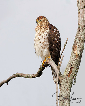 Cooper's Hawk - Hullett Marsh, Ontario