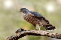Cooper's Hawk - Grand Bend, Ontario