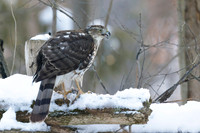 Cooper's Hawk
