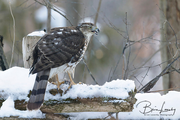 Cooper's Hawk - Grand Bend, Ontario