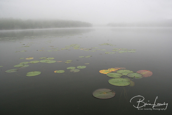 Water Lilies Mist2 July1106
