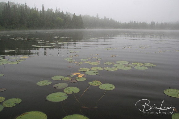 Water lilies, mist July1106
