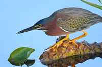 Green Heron