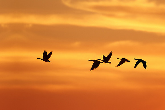 Canada Geese Migrating South in Autumn