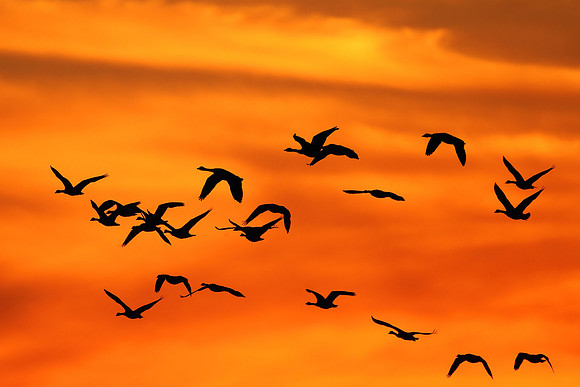 Canada Geese at Sunset