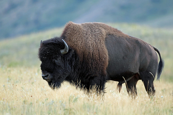 Plains Bison (American bison)