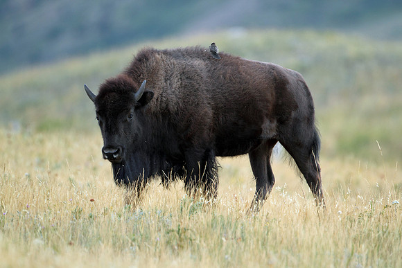 Plains Bison (American bison)