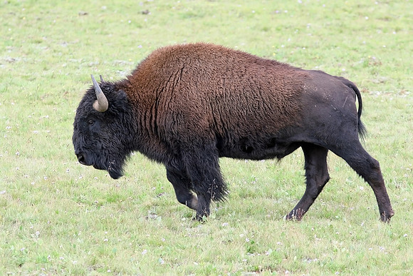 Plains Bison (American bison)