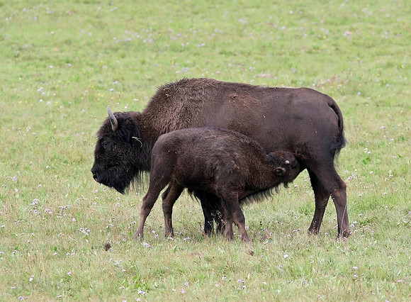 Plains Bison (American bison)