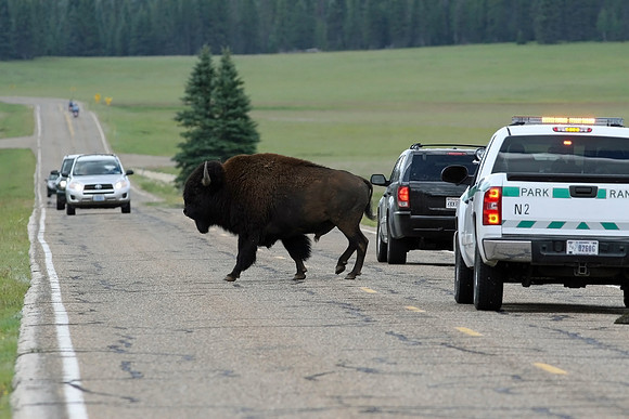 Plains Bison (American bison)