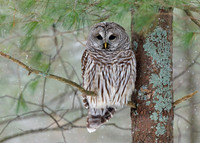 Barred Owl on a snowy day