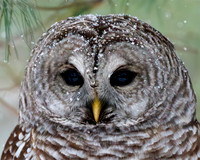 Owls