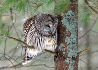 Barred Owl examining its talons