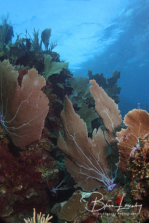 Sea Fans