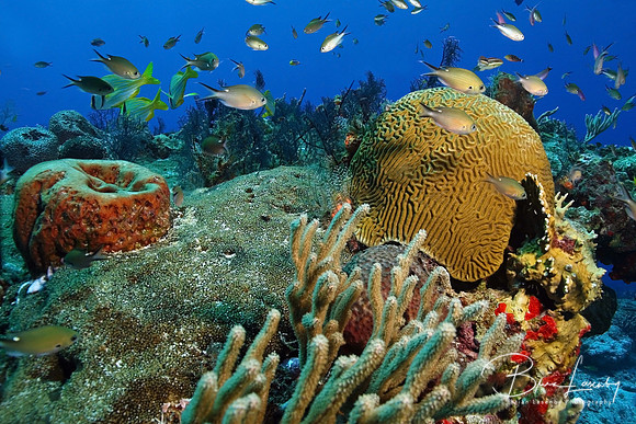 Cozumel Reef