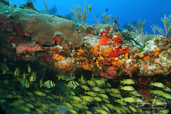 Grunts and Reef
