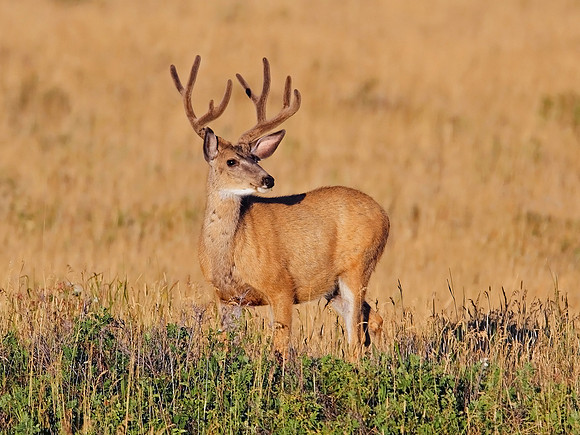 Mule Deer Buck (Odocoileus hemionus)