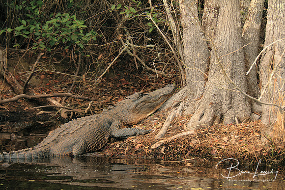American Alligator