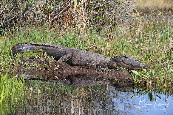 5 Stock Gator Jayne 052