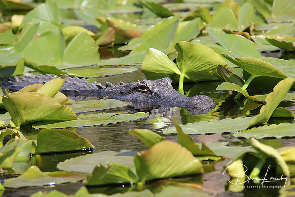 American Alligator