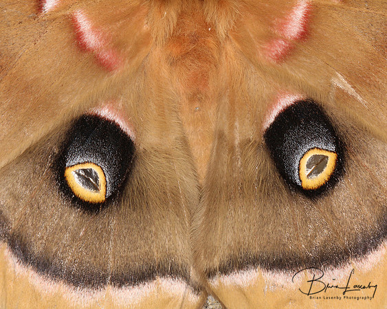 Cecropia Moth - Hind Wing Detail