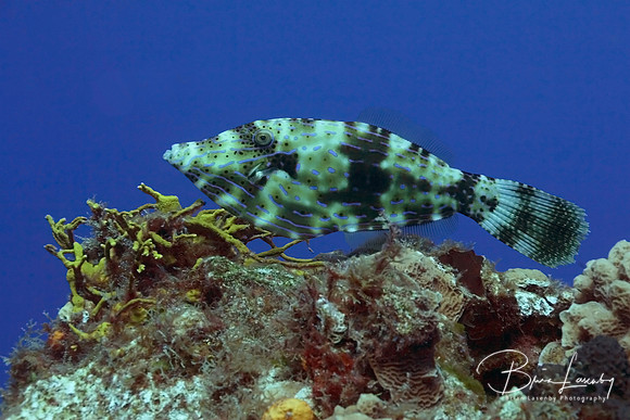 Scrawled Filefish