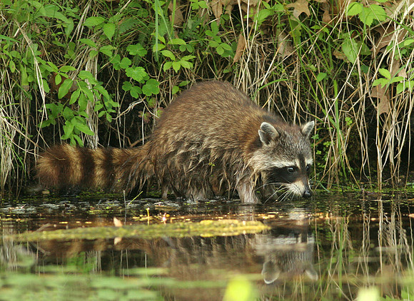 Raccoon