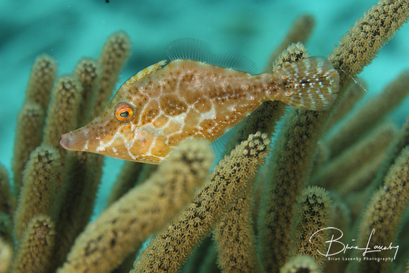 Slender Filefish