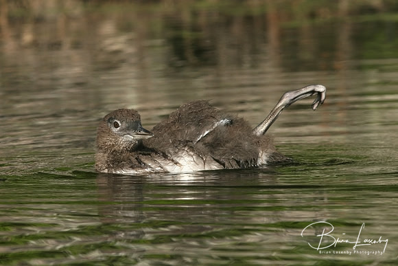 Common Loon Chick