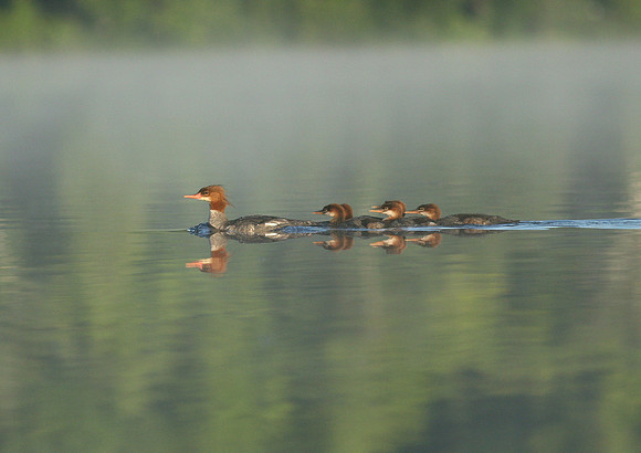 Red-breasted Merganser Family