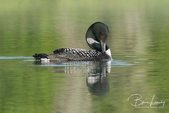 Common Loon (Gavia immer) with Chick