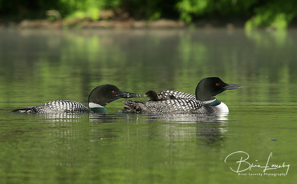 Common Loon Being Fed a Fish on Mom's Back
