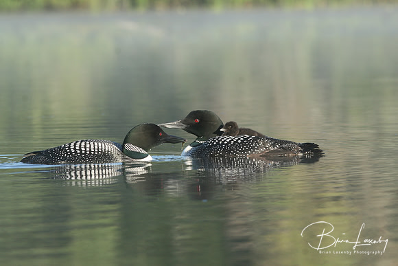 Common Loon (Gavia immer) with Chick