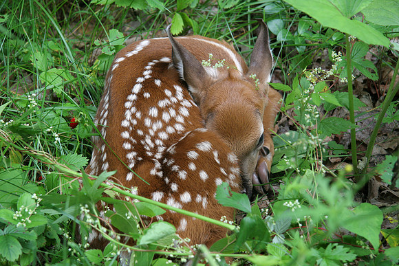 White-tailed Deer Fawn (Odocoileus virginianus)