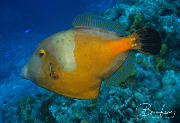 White Spotted Filefish