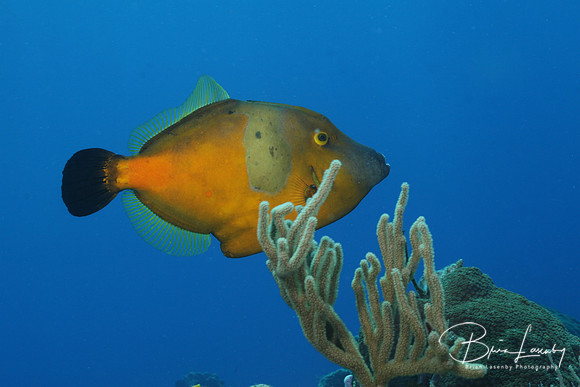 White-spotted Filefish
