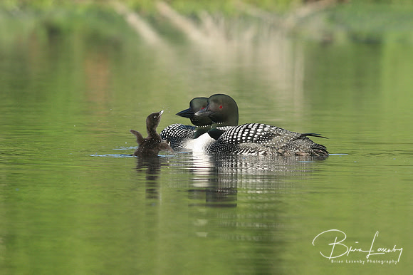 Common Loon (Gavia immer) with Chick