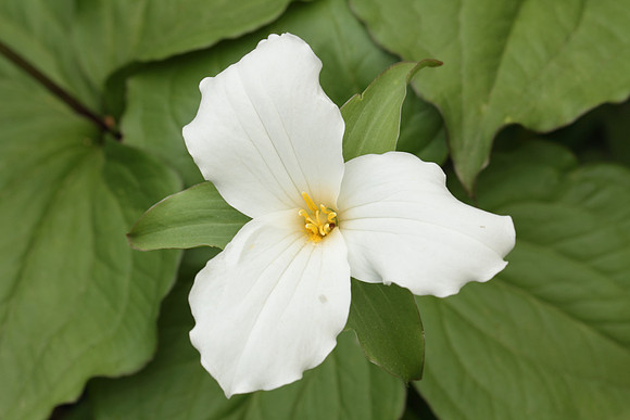 White Trillium (Trillium grandiflorum)