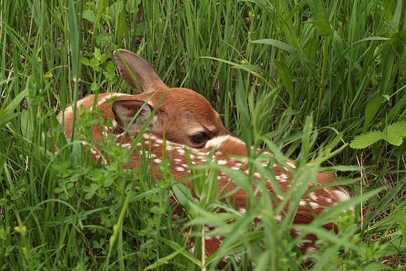 White-tailed Deer Fawn (Odocoileus virginianus)