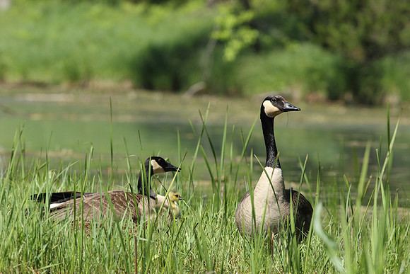 Canada Goose on Nest