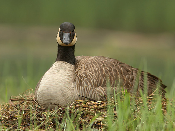 Canada Goose on Nest
