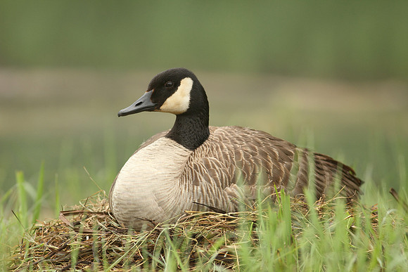 Canada Goose on Nest