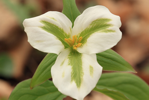 White Trillium (Trillium grandiflorum)