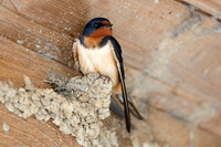 Swallows
